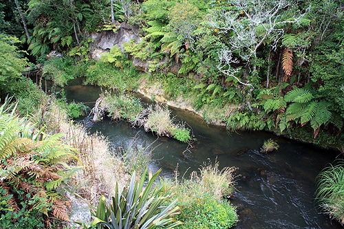 Puarenga Stream Whakarewarewa photo