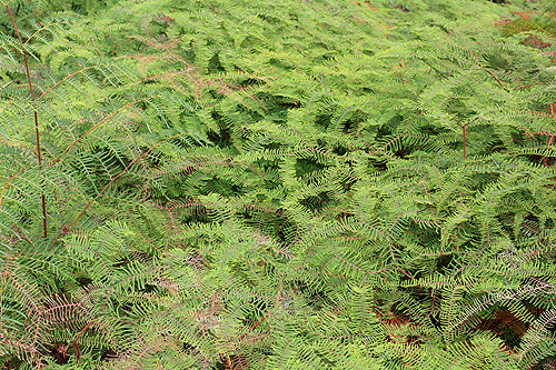 Plants at Whakarewarewa photo