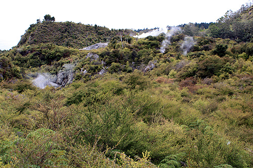 Thermal Steam & Vegetation photo