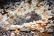 Silica Deposits photo