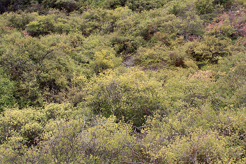 Volcanic Vegetation photo