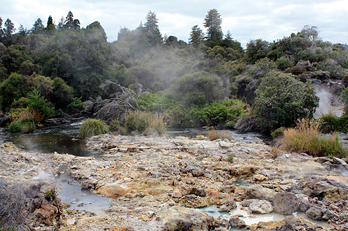 Trees and Steam photo