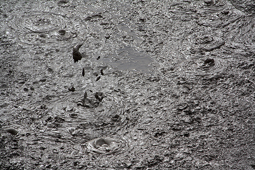 Boiling Mud at Te Puia photo