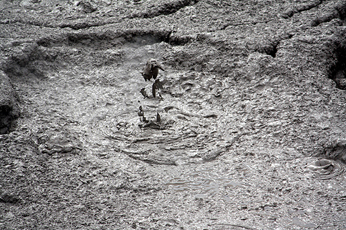 Bubbling Mud Pool at Te Puia photo