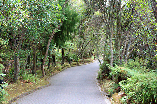 Walking Path at Te Puia photo