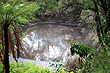 Pool& Ponga Trees photo