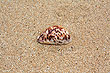 Atata Shell photo