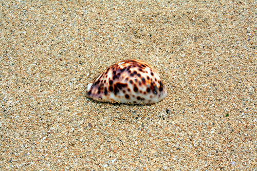 Beautiful shell on Atata Beach photo