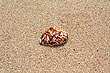 Atata Shell photo