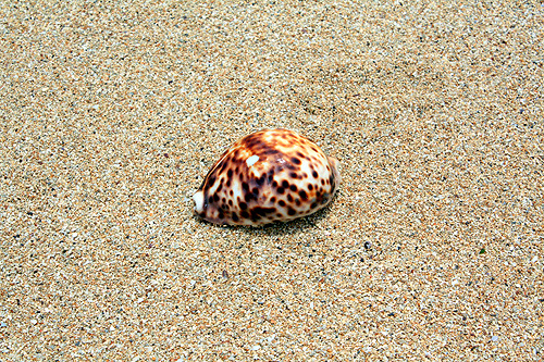 Beautiful shell, Atata Island photo