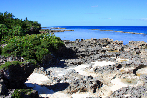 Coral reed and tropical vegetation photo