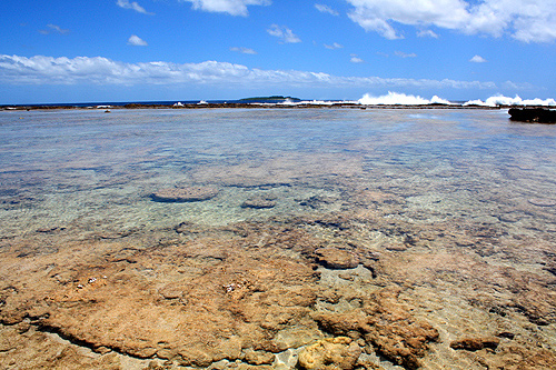 Coral Reef photo