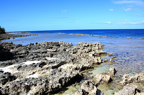 Exposed Coral photo