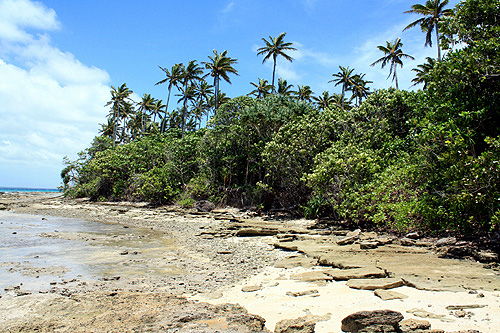 Reef and vegetation photo