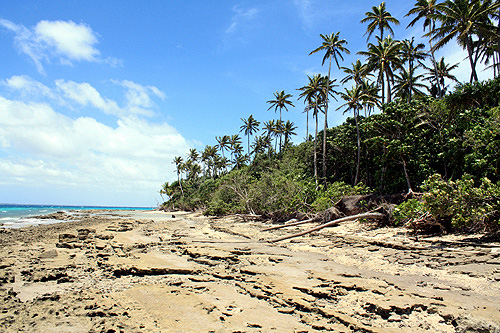 Reef and Palms photo