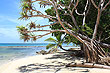 Pandanus Palm photo