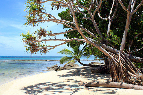 Pandanus Palm & Beach photo