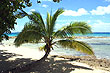 Beach Palm photo