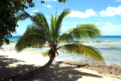 Coconut Palm & Beach photo