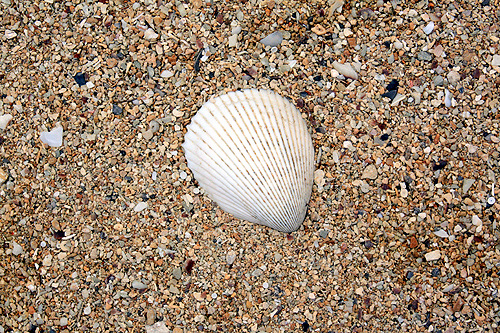 Sand & Shell photo