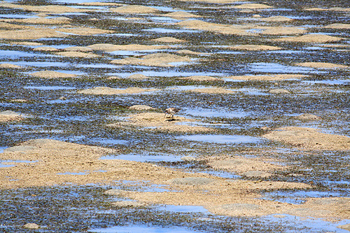 Mud Flats photo