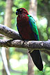 Red Shining Parrot photo