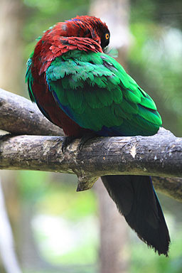 Red Shining Parrot photo