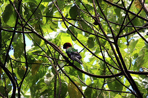 Flying Fox photo