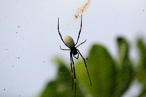 Giant Spider photo