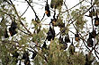 Bats photo