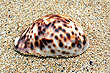 Shell photo