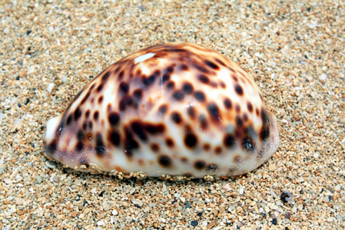 Beautiful Shell photo