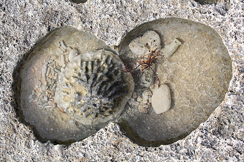 Living Coral photo