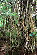 Banyan Tree photo