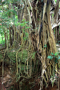 Banyan Tree Roots photo