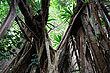 Banyan Roots photo