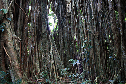 Banyan Tree Root System photo