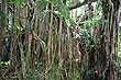 Banyan Roots photo