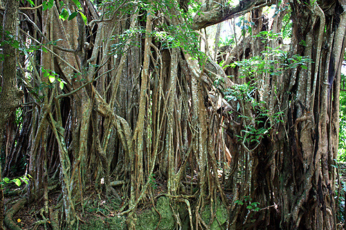 Banyan Tree Root System photo