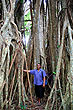 Banyan Tree photo