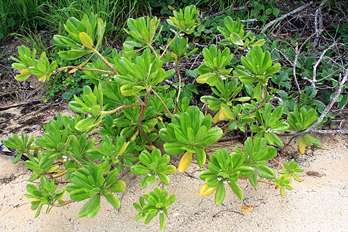 Coastal Plant photo