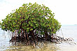 Mangrove Tree photo