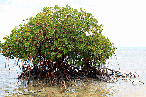 Mangrove Tree photo