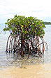 Mangrove photo