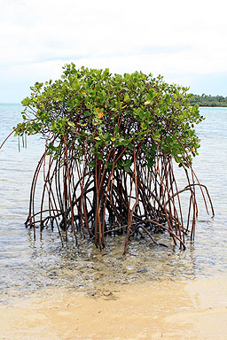Mangrove Tree photo