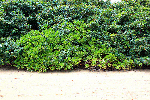 Coastal vegetation photo