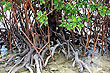 Mangrove Roots photo