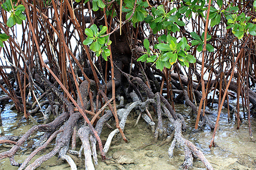 Mangrove Tree Roots photo