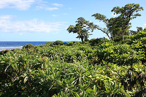 Coastal Vegetation photo