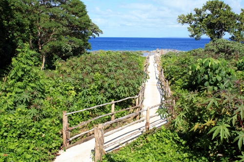 Coastal Vegetation photo